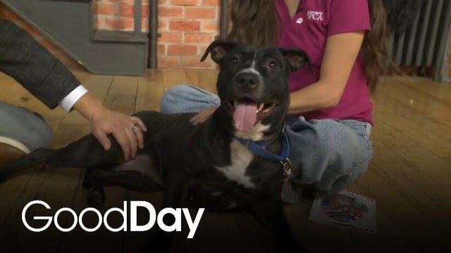 Galazy is looking for her forever home! | Pet of the Week
