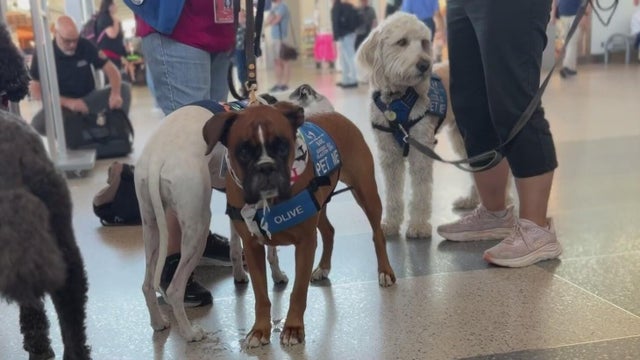 Therapy dogs help ease travel stress at Sacramento International Airport