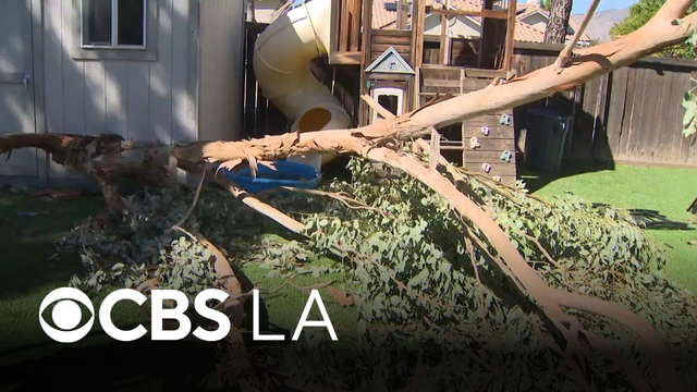 Fallen tree branch nearly crushes San Jacinto man to death