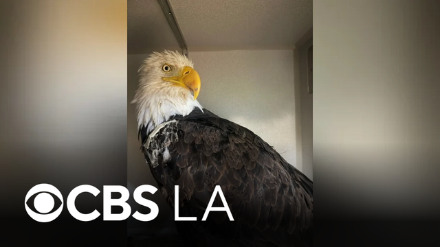 Big Bear bald eagle Jackie's cause of death revealed