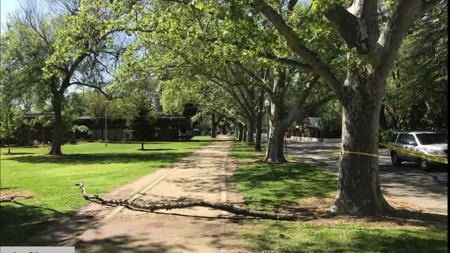 dlo-mckinley-park-tree-accident-6p-pkg.jpg 