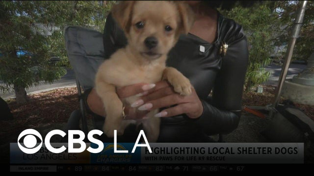 Hazel is ready for a forever home | Paws for Life K9 Rescue