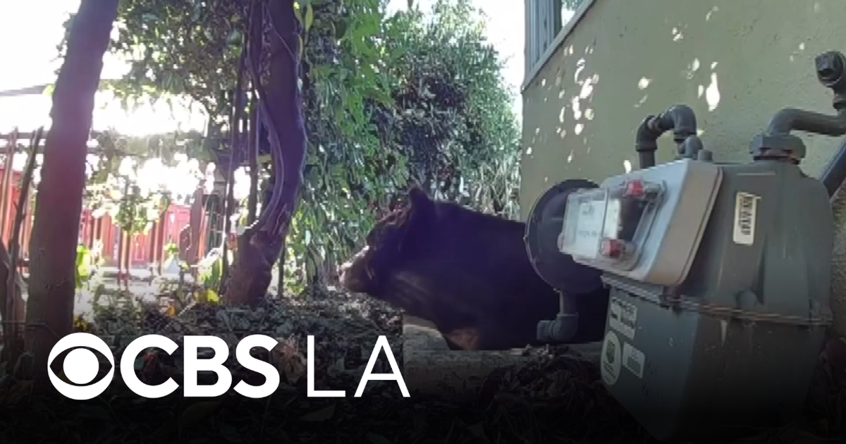 Wildlife biologist creates bear-proofing business to help SoCal residents