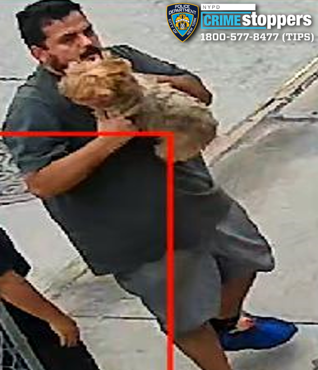 suspect-chanel-dog.png 
