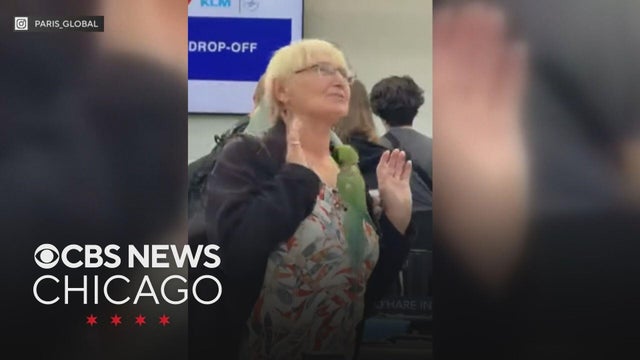 Bird attacks passengers at Chicago O&rsquo;Hare Airport in Terminal 5