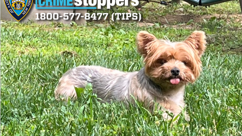 chanel-dog.png 