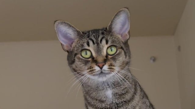 Furry Friday: Meet Marley the dog and Pogo the cat