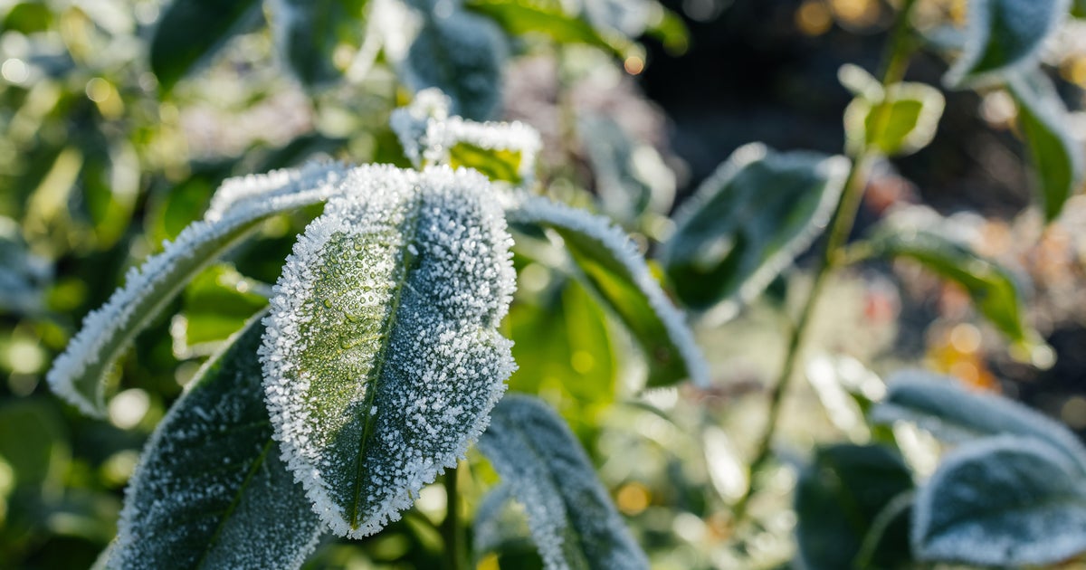 The first frost of the season is expected Saturday. Here’s how to prepare your garden