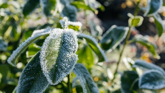 Green leaves covered with white hoarfrost in winter 
