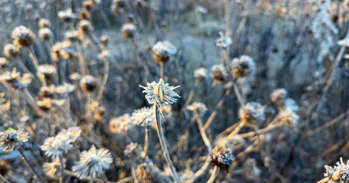 Breezy winds bring cool air to Minnesota, with first frost possible in the metro Friday night