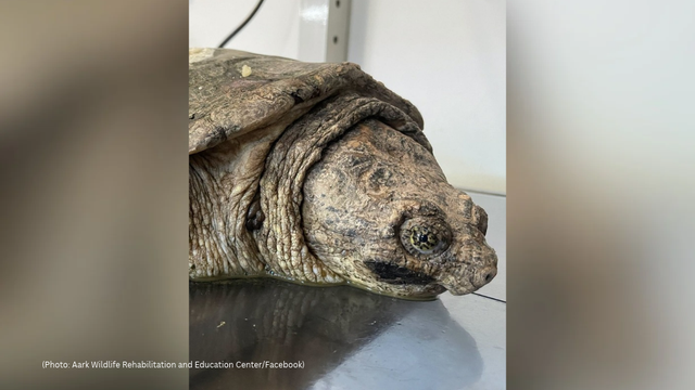 kdka-snapping-turtle.png 