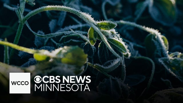 Here&rsquo;s how to protect your plants during the first frost