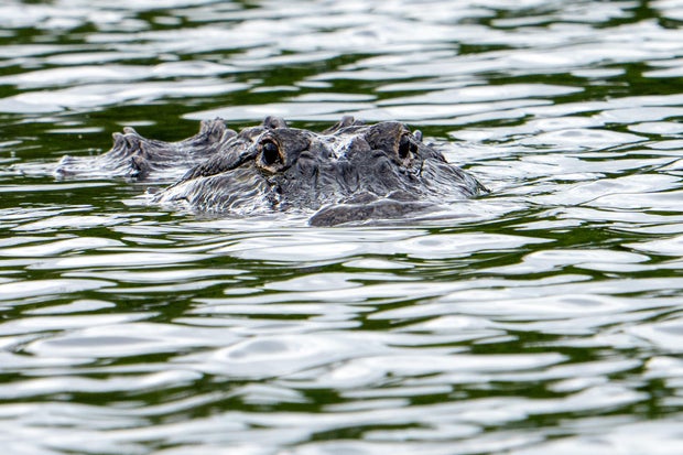 Wildlife Alligator In Florida Wetlands