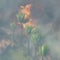 Eye Opener: Santa Ana winds fuel California fires