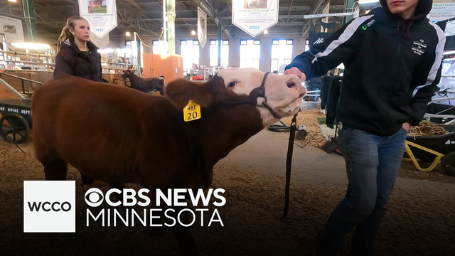 Spotlight on beef as Minnesota midterms near