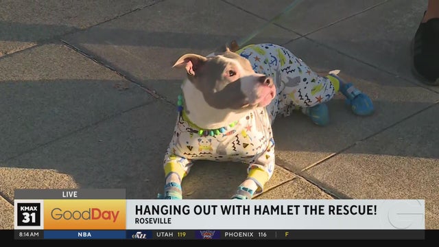 Hanging out with Hamlet the rescue pup! 8am