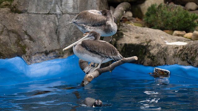 pittsburgh-zoo-and-ppg-aquarium.jpg 