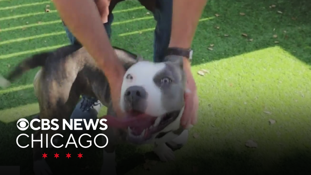 PAWS Pet of the Week: Sunflower