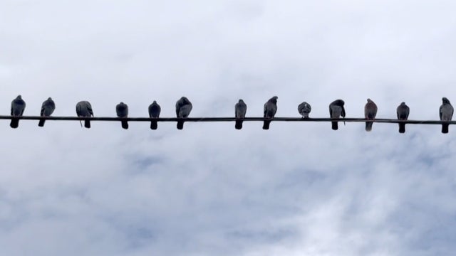 Inside Philadelphia's popular pigeon tour