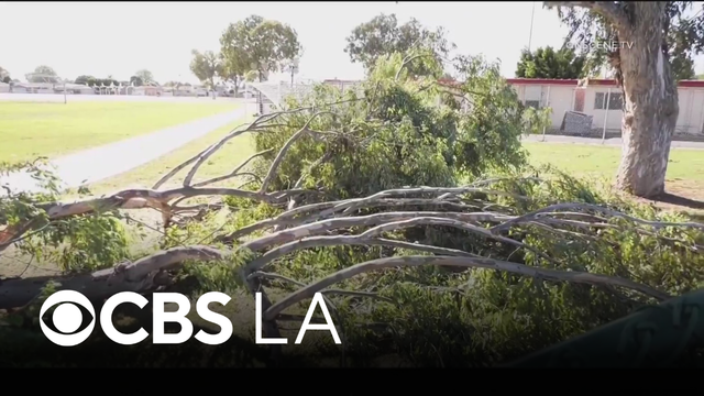Strong winds knock tree branch onto 13 kids at a Whittier middle school