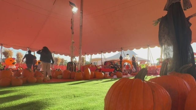 A family at a pumpkin patch 