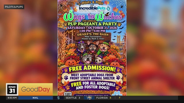 Dress up your pup and party at the Wags to Witches Halloween event!