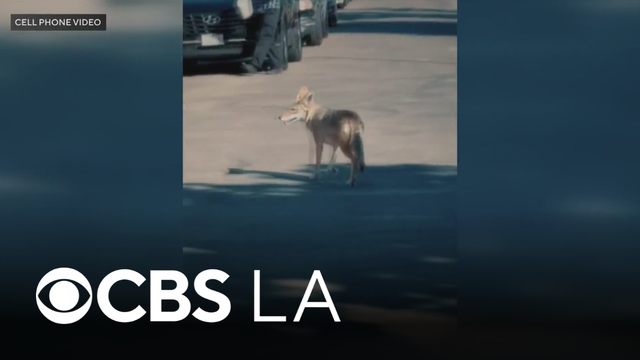 Coyote euthanized after child is injured during interaction in Atwater Village