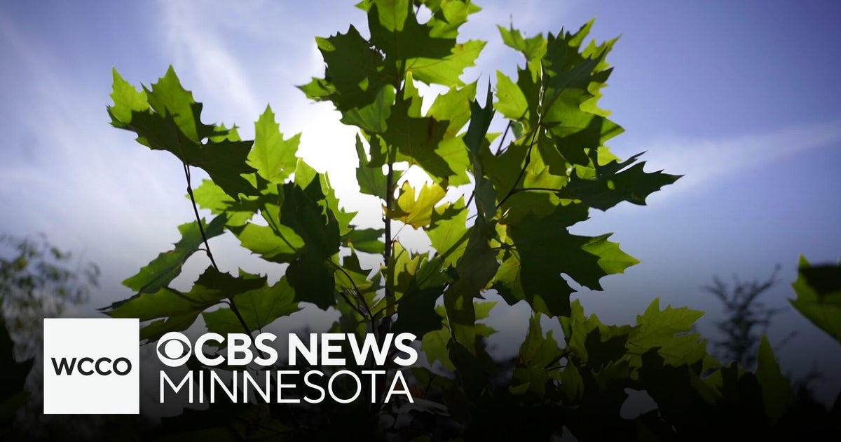 St. Paul city employees help church plant trees - CBS Minnesota