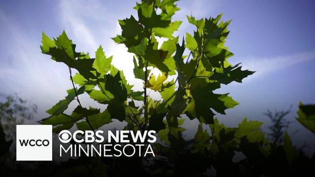 St. Paul city employees help church plant trees