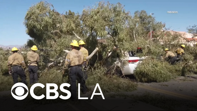 Santa Clarita woman narrowly avoids tragedy after massive tree falls onto car