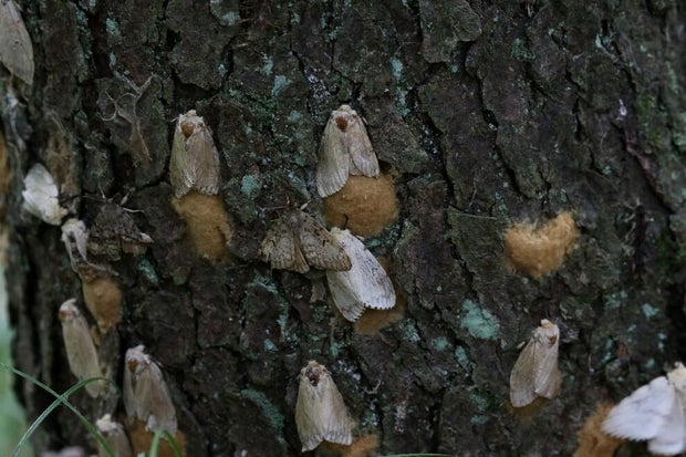 spongy-moths-laying-egg-masses.jpg 