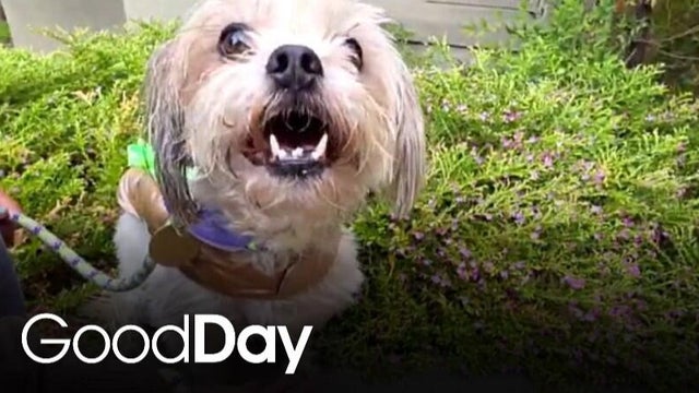 This adorable dog is looking for his forever home! | Pet of the Week