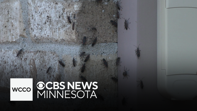 Why boxelder bugs and Asian lady beetles appear in the fall and winter