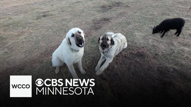 Douglas County farmer loses 2 dogs to blastomycosis, a rare fungal infection