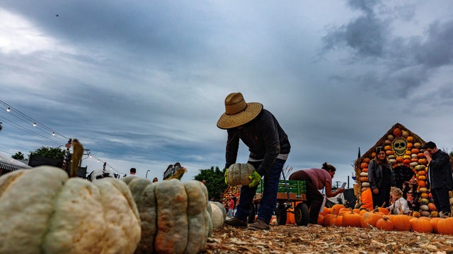Pumpkin patch Culver City, CA 