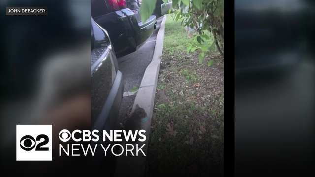 Kitten rescued from police car on Long Island