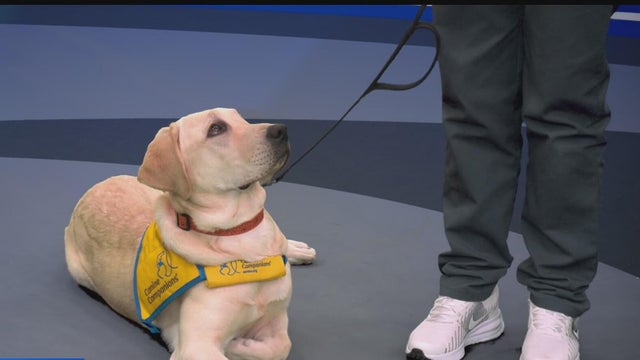 Aikman the service dog nears next chapter in his training