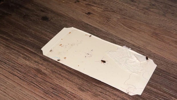 cockroach-infestation-4pkg-frame-1751.jpg