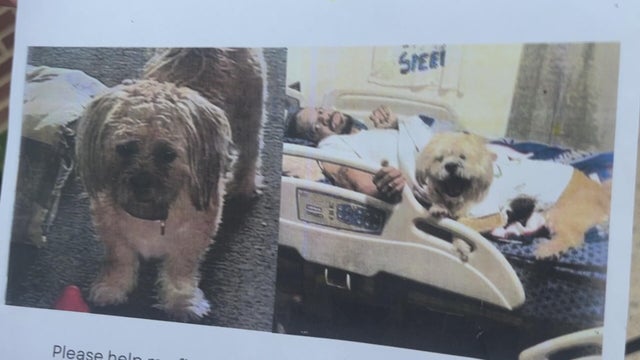 missing-dog-philadelphia.jpg 