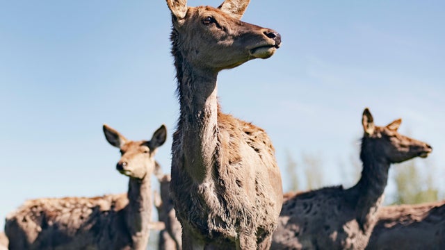 Herd of red deer female against clear blue sky. Low angle view. 