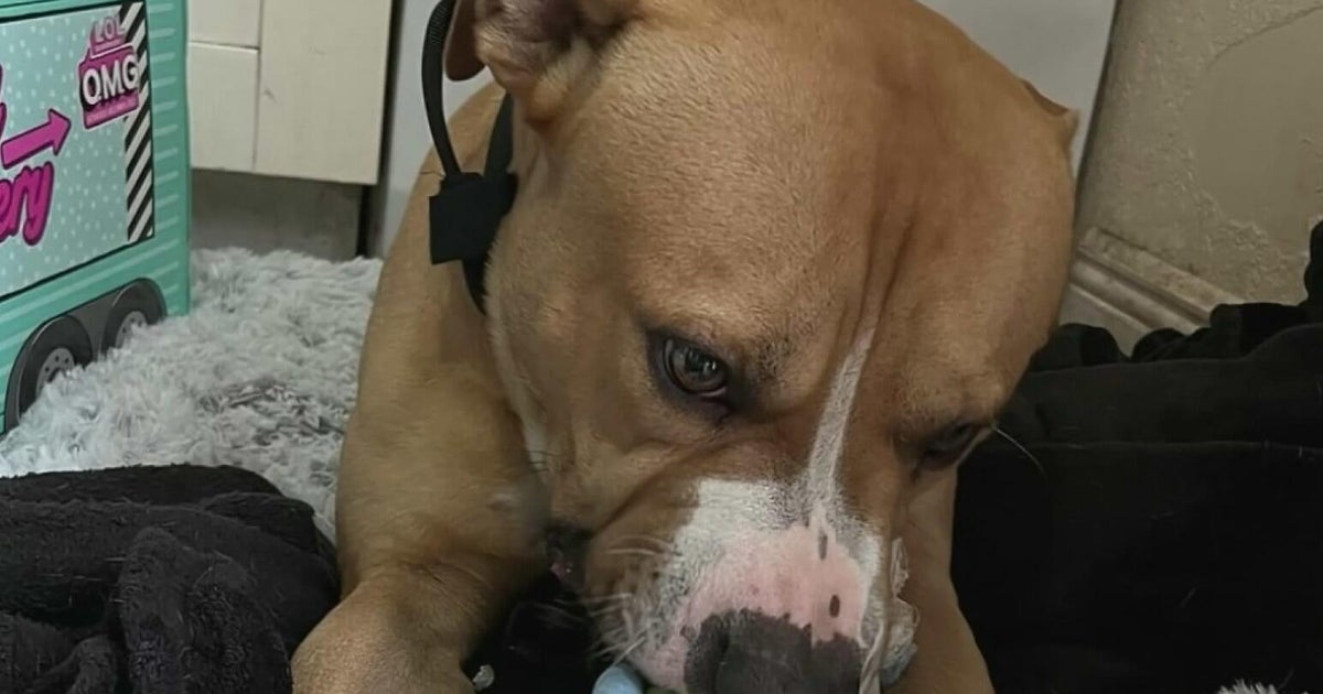 Teen girl remains hospitalized after dog attack in northwest Miami-Dade; owner surrenders pit bull