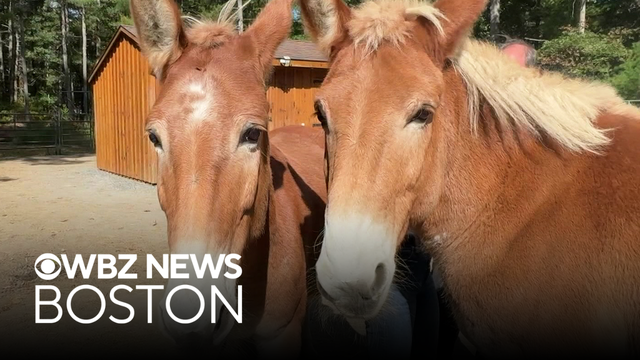 Norton couple's nonprofit farm rescues animals, serves as refuge for people