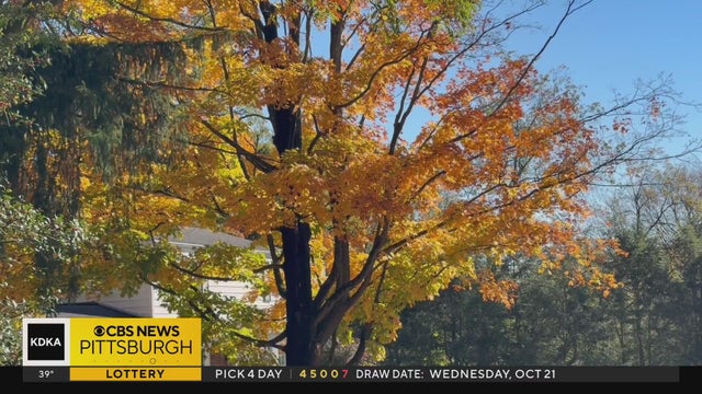 How to keep your lawn healthy amid the falling leaves of autumn