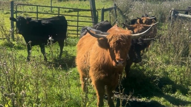 minnesota-cattle-th-eft.jpg 