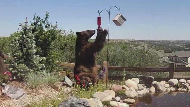 Man accused of shooting, killing mama bear in Douglas County to appear in court