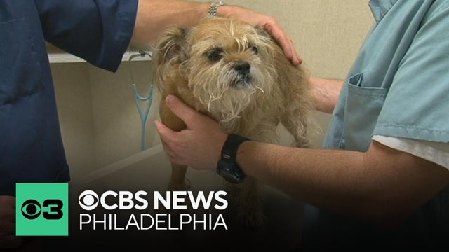 Gov. Shapiro signs bill into law defunding cat, dog testing in Pennsylvania