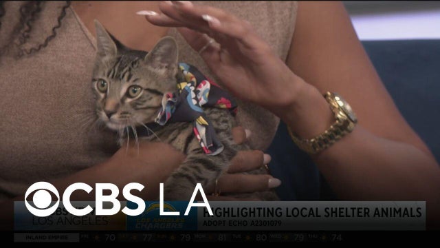 Echo the kitty is looking for a forever home | LA Animal Services