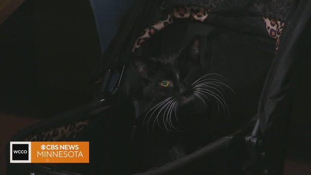 How to build a warm shelter for stray and feral cats for under $20