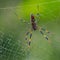 Nature: Spiders in Florida