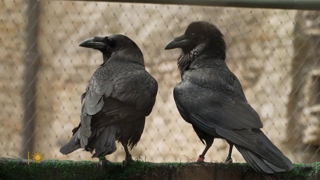 Meet the Tower of London's Ravenmaster